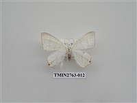 藏品(尺蛾332)的圖片